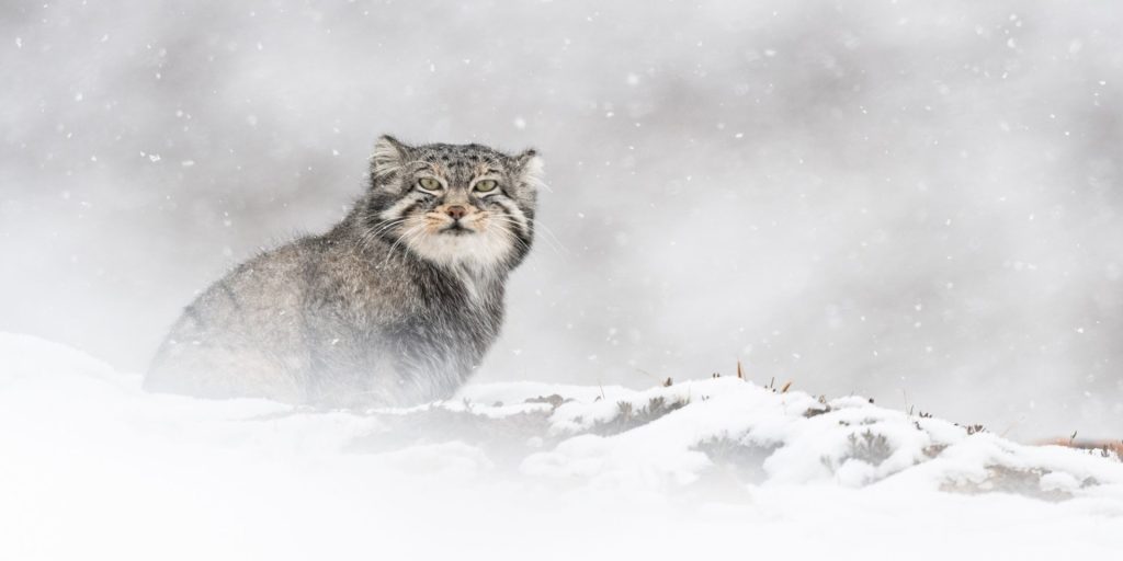 &laquo;&nbsp;La panthère des neiges », un film de Vincent Munier et Marie&nbsp;Amiguet
